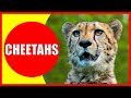 CHEETAHS FOR KIDS - Cheetah Facts Videos for Children, Preschoolers and Kindergarten