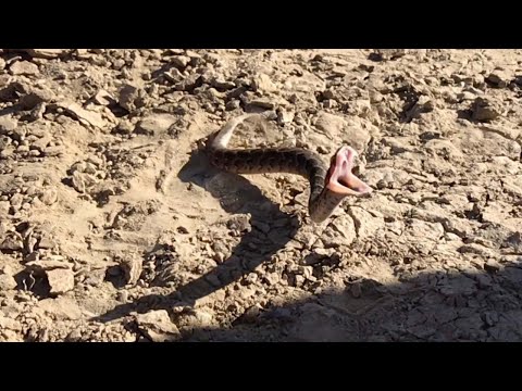 Aggressive Snake Strike