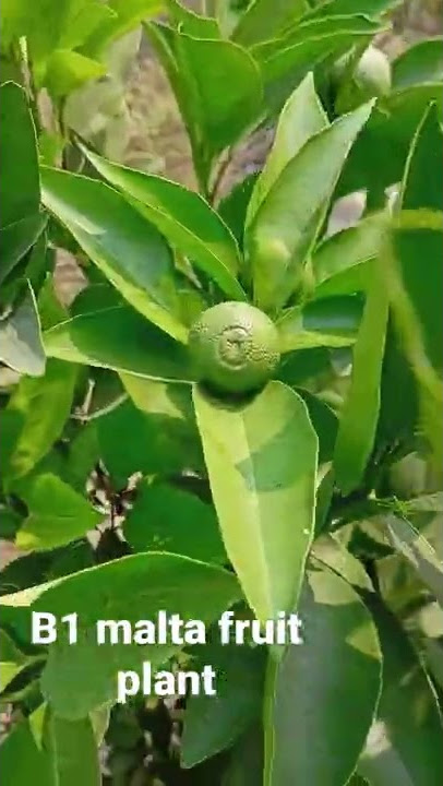 ba sweet malta musmbi fruit India #grafting #liveplant