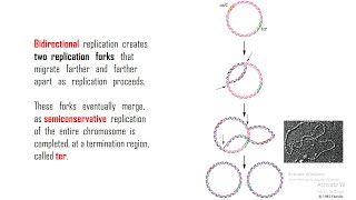 04 | DNA Replication | Origins Forks And Units of Replication