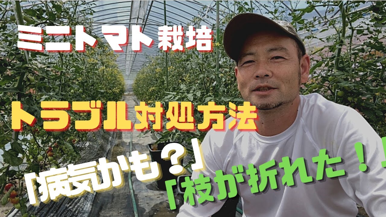 We answer your questions about troubleshooting for cherry tomato