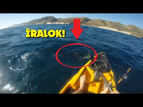 Video: Zaútočil by žralok na kajak?