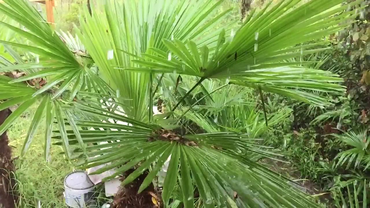 Лоо. Тропический ливень - YouTube