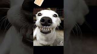 Jaja Jeje Jiji Jojo El Burro Ala Mejor 👍 Que Yuuuuuu
