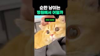 순한 냥이는 동물병원에서 어떨까? 우리집 냥이랑 비교되네....