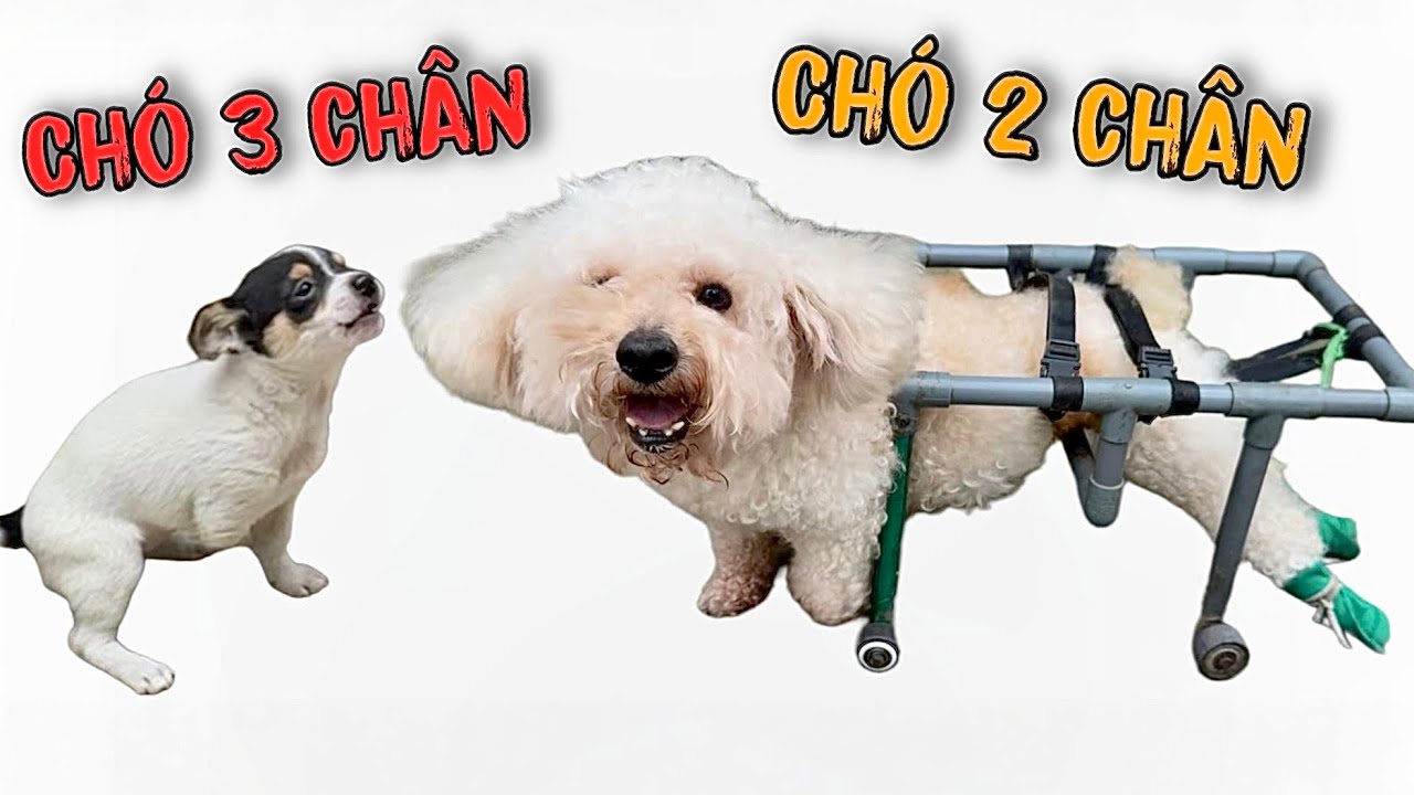 Chó 3 Chân Lần Đầu Gặp Chó 2 Chân - Khoảnh Khắc Khiến Ai Cũng Bật Khóc | Toàn Ngơ