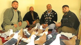 Download Lagu کفتر های نسل گیری و کفتر های پرشی || خریدار کفتر تا ۲۰۰،۰۰۰ هزار افغانی || کفتر های کمیاب  MP3