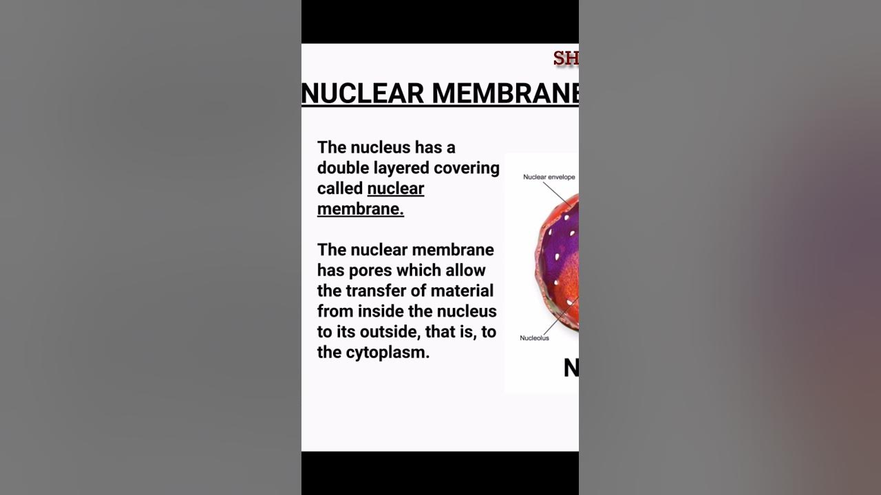 what-is-nuclear-membrane-class9-cbse-ncert-biology-cell-youtube