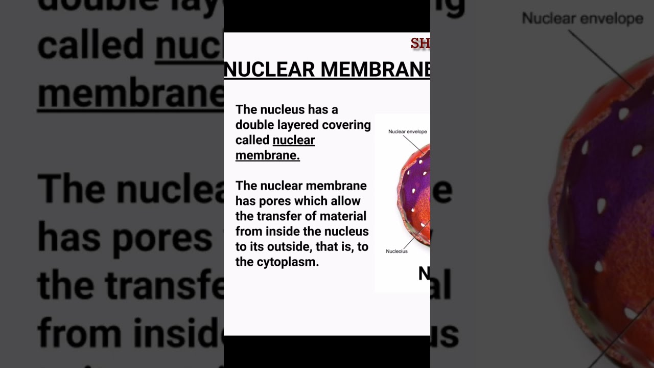 What Is Nuclear Membrane class9 cbse ncert biology cell YouTube What Is Nuclear Membrane class9 cbse ncert biology cell YouTube