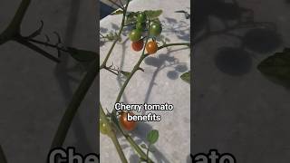 Why Cherry Tomatoes Are The Ultimate Superfood #shorts, #nutrition, #healthy eating, #nutrient dense