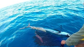 Offshore Kayak Fishing Sailfish, King Mackerel and a sea monster !