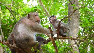 Tiny Baby monkey speaks to mama in a very politely way