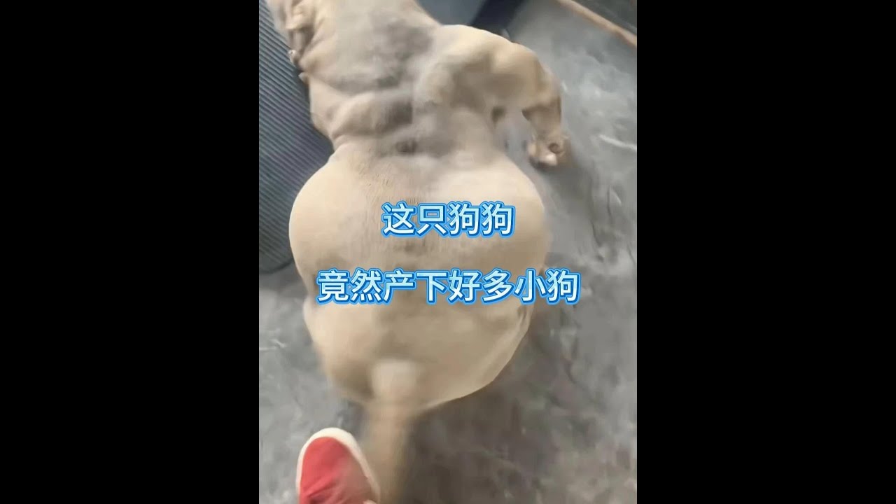 小狗的故事 #動物故事 #小狗