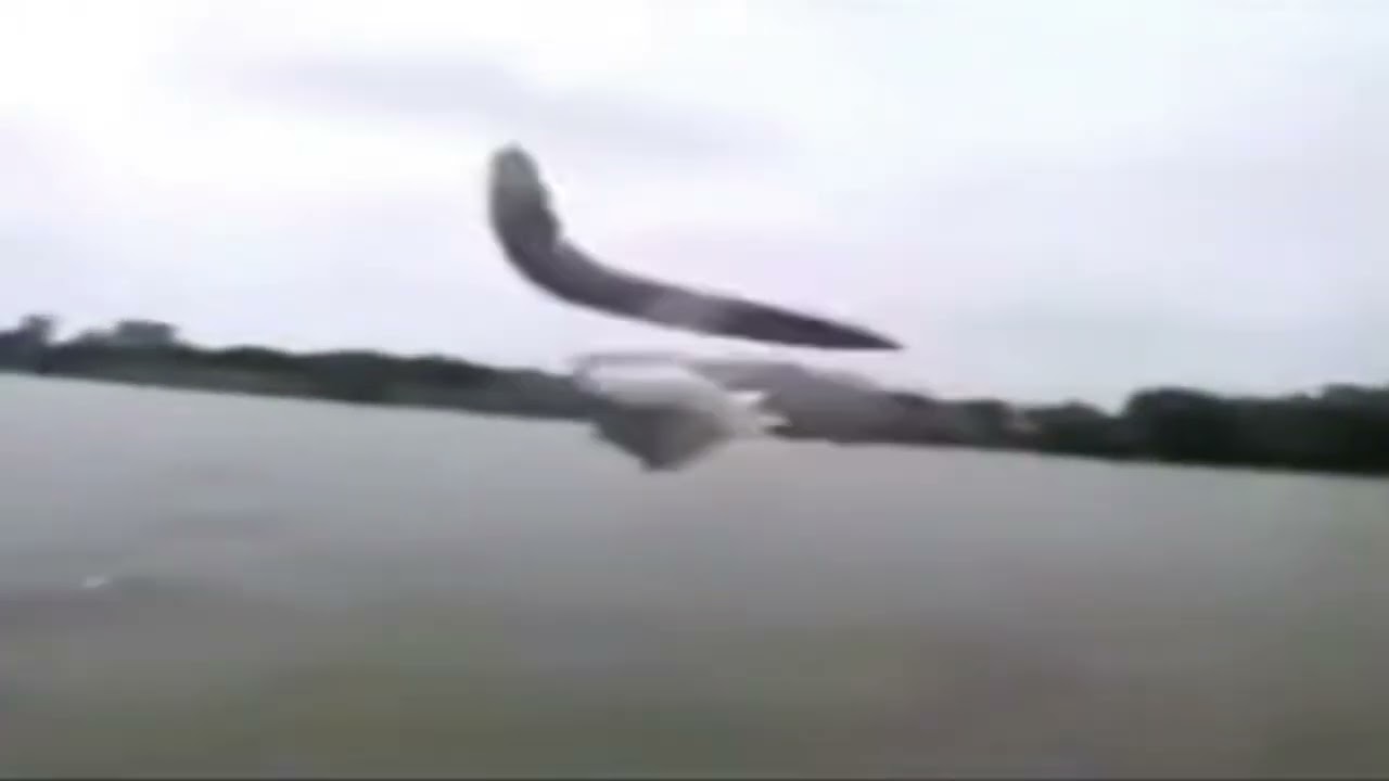 flying fish gets obliterated by a boomerang