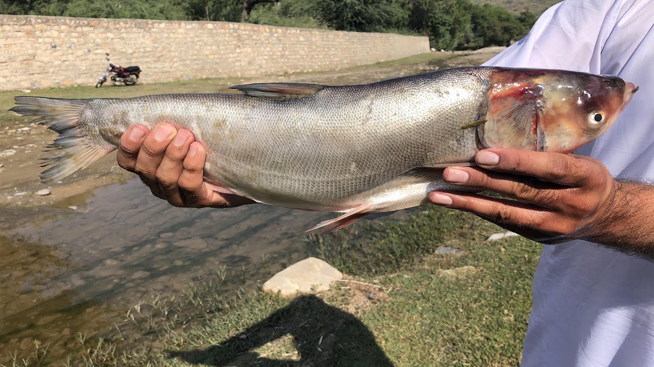 I Grilled A Big Fish On Charcoal | Restaurant Style Grilled Fish Recipe | By Aroma In Wild