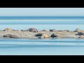 Walrus Site Bypassed, taken from Ship, Hinlopen Strait, Svalbard, Norway July 2024