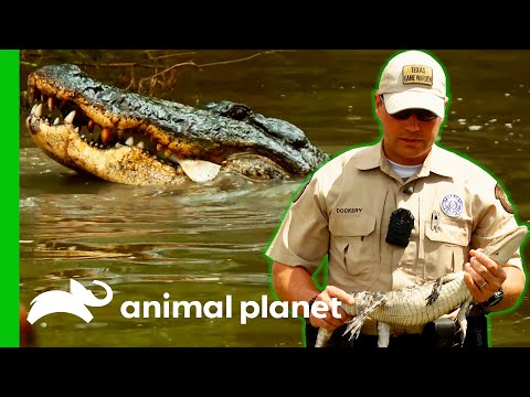 Young Alligator Is Relocated By Game Warden | Lone Star Law