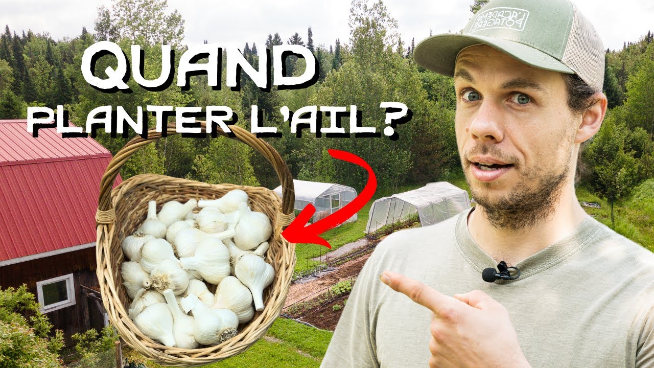 Quand planter l’ail ? 🧄
