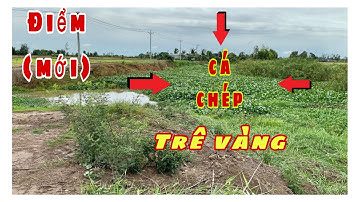 Tìm Không Ra Chỗ Câu.Phát Hiện Đoạn Kênh Ngay Ngã 3 Sông Cá Ục,Cá Chép Tê Hết Người.Hốt Hết Cả Ổ Cá 