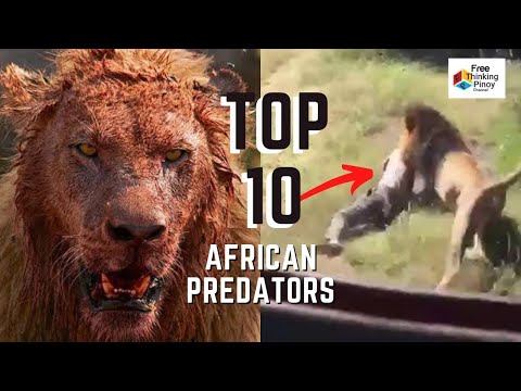 Video: Ang pinaka-mapanganib na hayop sa Africa. Malaking African Five