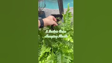 Pool noodle planter hack with #hangingplants. #poolnoodle #homedecor #outdoordecor #diy #lajoliemuse