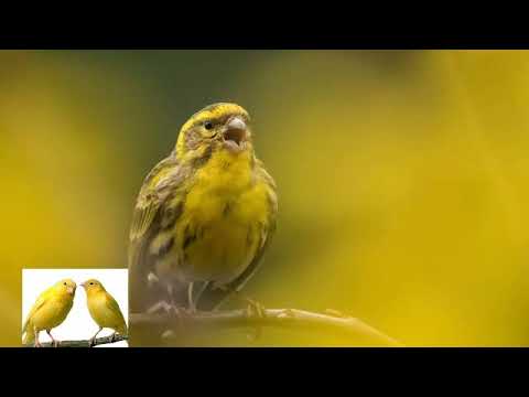 European Serin Call تغريد منوع البسبوس البري لتحفيز الطيور على التغريد