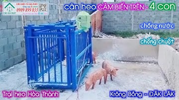 Cân điện tử cân heo hậu bị ở Đăk Lăk - cảm biến trên - chống chuột - chống nước - trại heo Hòa Thành