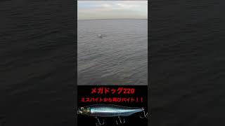 ミスバイトから再びバイト!!メガドッグ220