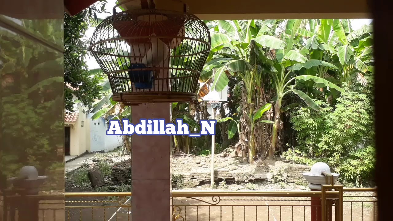 Burung puter albino gacor suara jernih 