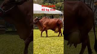 High Milk Red Sindhi, Brazil