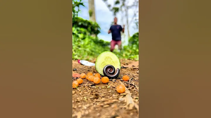 "TARZAN'S CUCUMBER SURPRISE FOR MILLIPEDES! Hilarious Reaction!" #shorts #millipede
