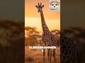 The Biological Marvel of a Giraffe's Body #giraffe #facts #wildlife