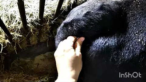 Бык мочится кровью. Лечим