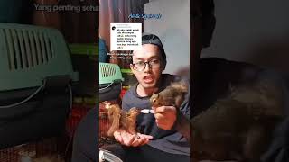 Biarkan Bajing Kelapa Rawat Giginya Sendiri