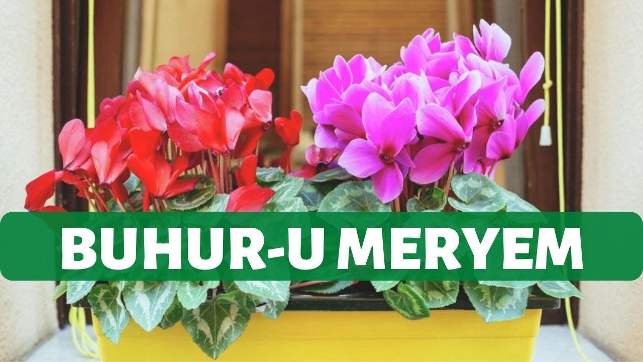 Sıklamen Çiçeği Bakımı (Cyclamen))