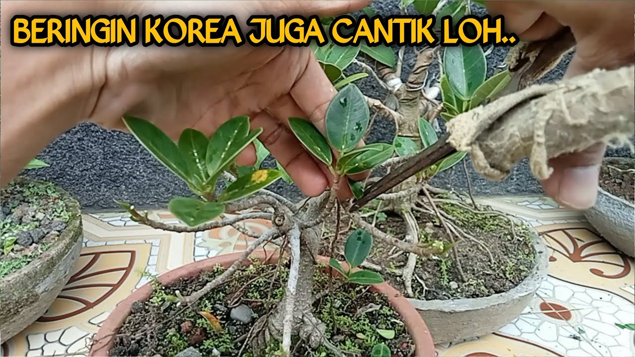 80 Ribu Dolar Korea Berapa Rupiah