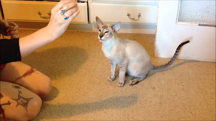 Watch the video about Siamese kitten sits and high fives for his treats
