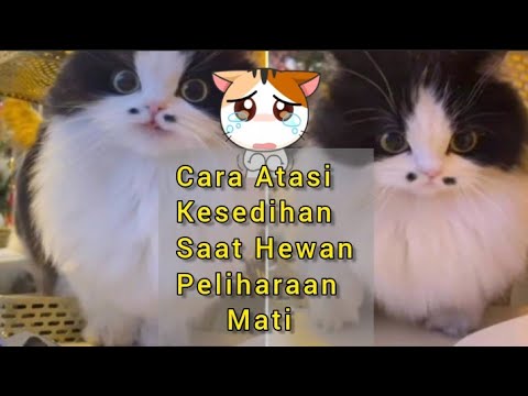 Video: Mengatasi Kematian Hewan Peliharaan Anda