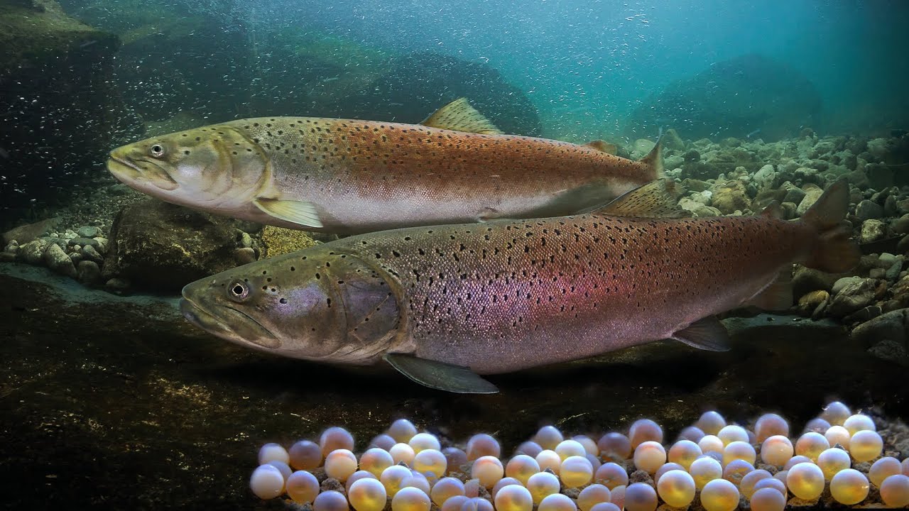 Umelý výter Hlavátky Podunajskej (Hucho hucho)