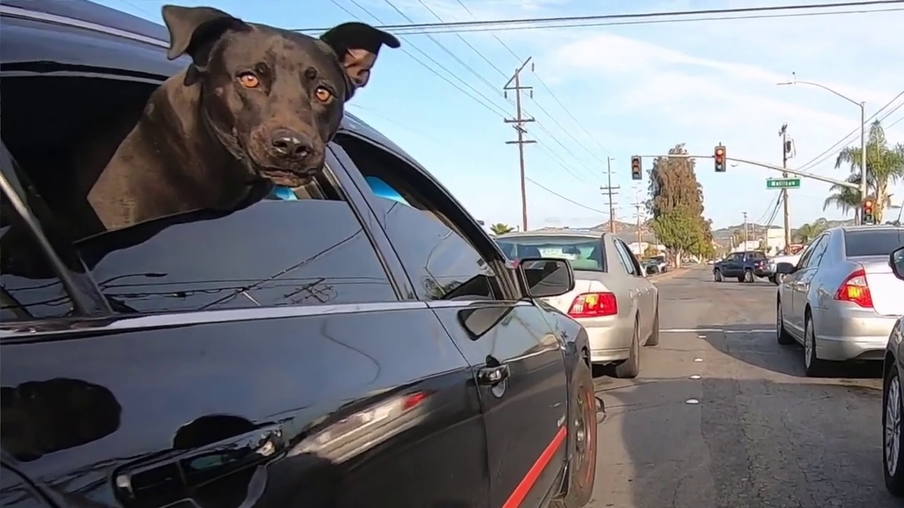 Killer Dog!!!!! YouTube