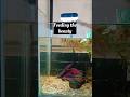 Betta feeding #bettafish #betta #feedingfrenzy #feedingtime #shorts #viralshorts