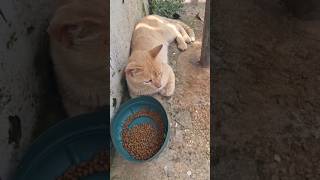 #caramelo #animaldeestimação #caster #dog #viralizar #crescernoyoutube #cachorro