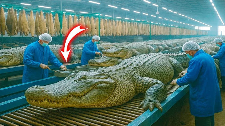 Inside the Crocodile Leather Factory — Raw Hides Turned Into Luxury Leather Sheets