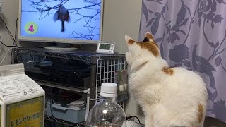 ダーヴィンが来たを視聴する猫