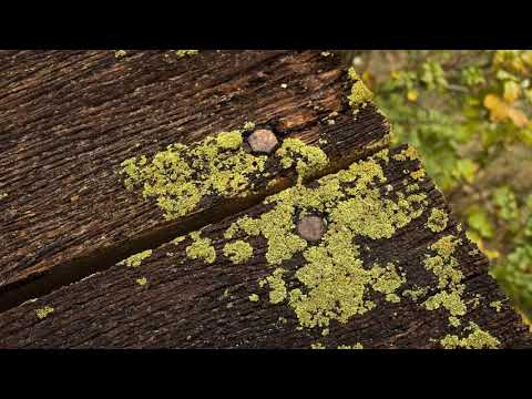 ხასანბეგურა