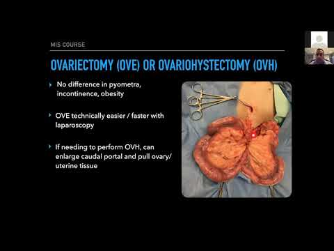 Video: Ovariohysterectomy Versus Ovariectomy