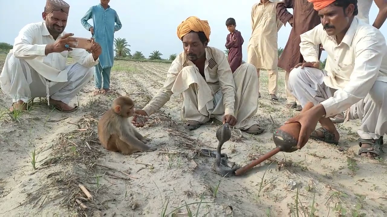 Naag Jogi|Nagin Dance catching Snake|Muhammad Azhar Jogi Pakistan Naag Jogi