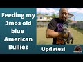 3mos old blue American Bully puppies, feeding and updates.