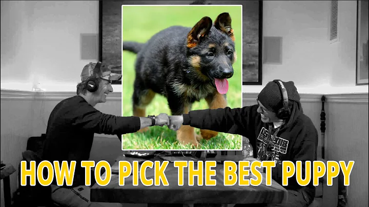 How to Pick the Best PUPPY for Protection Sports -...