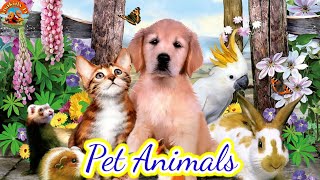 PETS ANIMALS | Learn Pets Animals | Sounds and Name | Kids and Toddlers |#animallife#petlover#pets